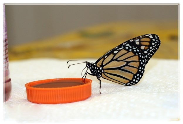 Как кормить бабочек в домашних условиях