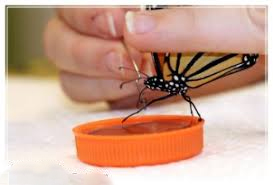 Как сшить бабочку в домашних условиях