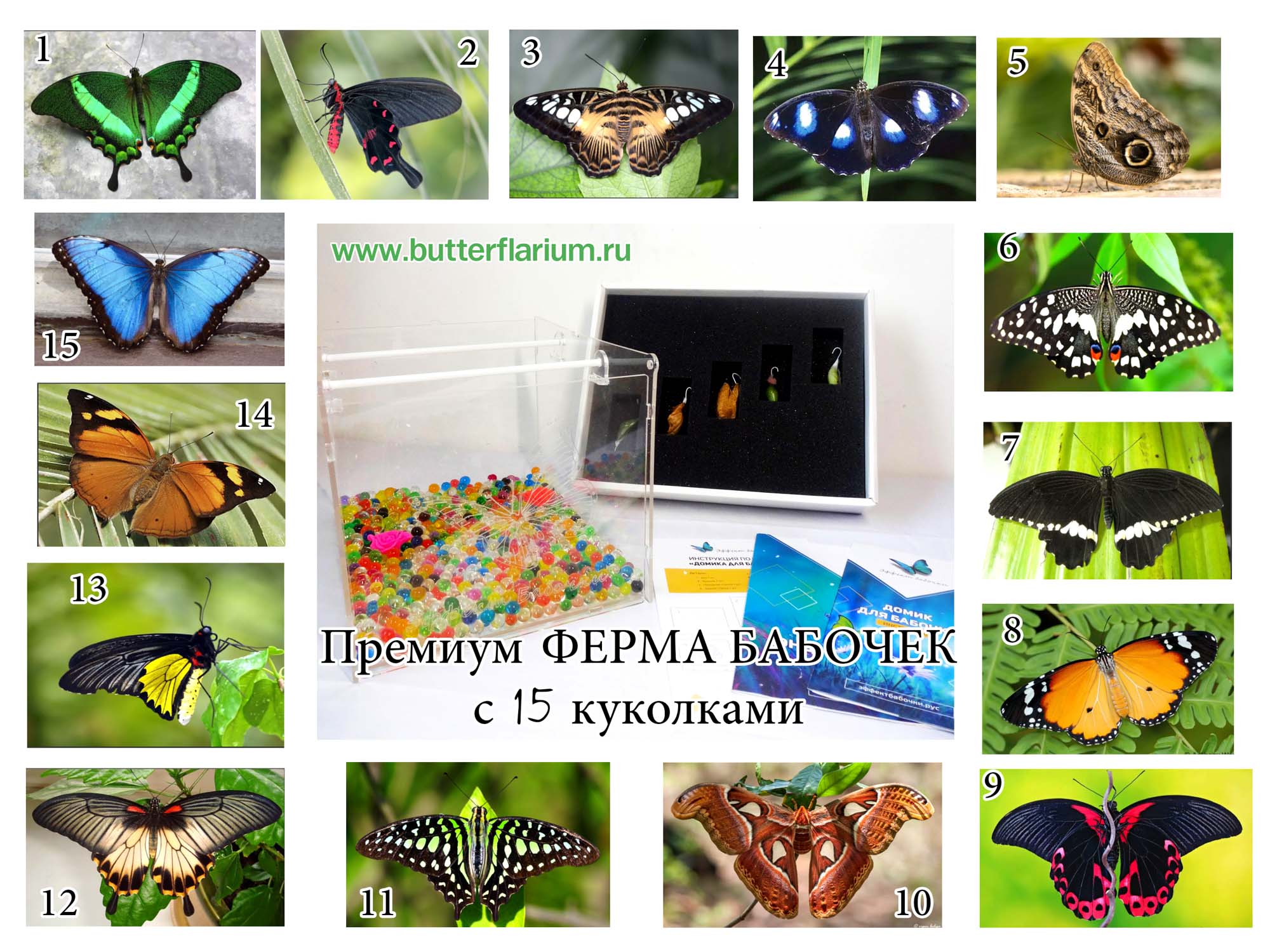 Премиум: 15 куколок + разборная Ферма бабочек